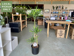 10’ Dracaena Rikki Cane 3-2-1 Retail