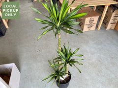 10’ Dracaena Rikki Cane 3-2-1 Retail