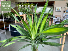 10’ Dracaena Rikki Cane 3-2-1 Retail