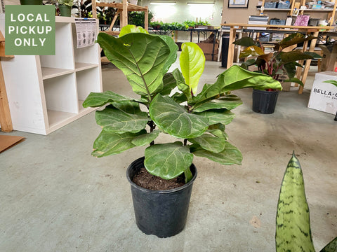 10’ Ficus Lyrata Bush (Fiddle Leaf Fig) Retail