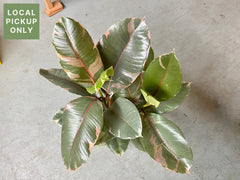 10’’ Ficus Ruby Retail