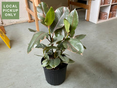 10’’ Ficus Ruby Retail