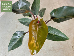 10’ Philodendron Rojo Congo Retail
