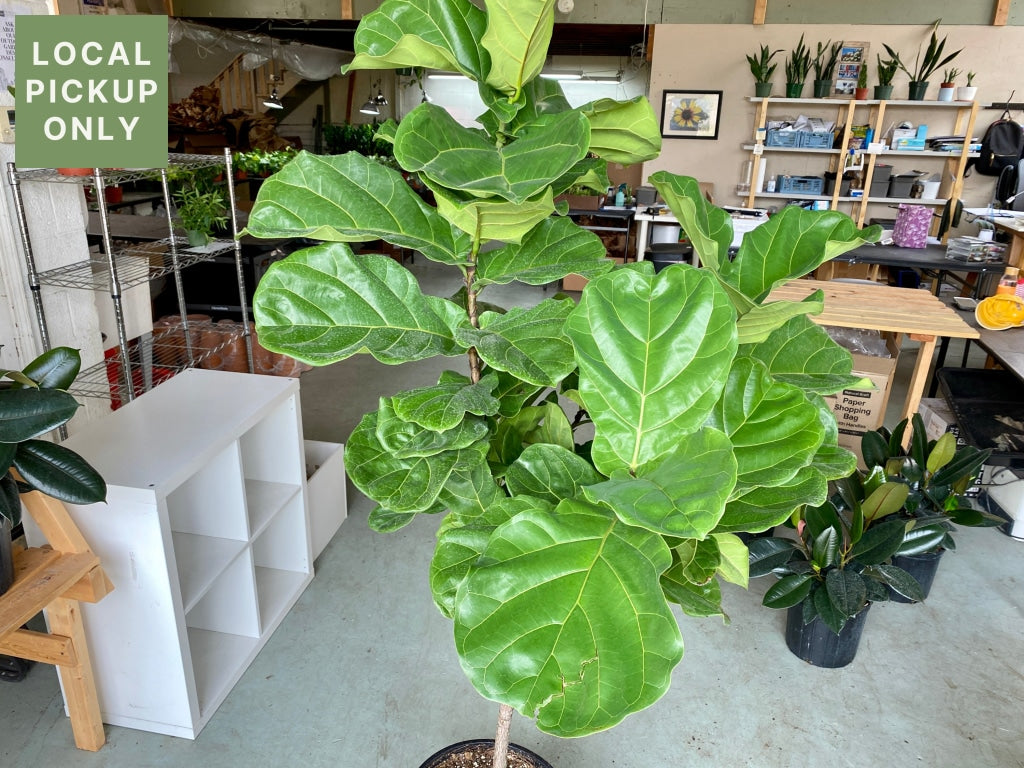 14 Ficus Lyrata Standard (Fiddle Leaf Fig) Retail