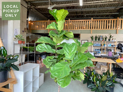 14 Ficus Lyrata Standard (Fiddle Leaf Fig) Retail