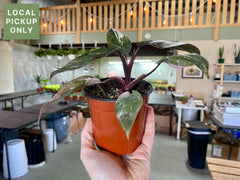 4’ Philodendron Pink Princess Marble Retail