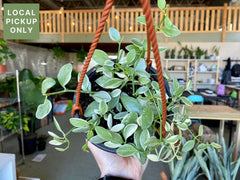 5 Dischidia Oiantha Variegated Hanging Basket Retail
