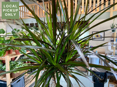 6’’ Dracaena Magenta Braid Retail