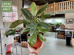 6 Ficus Ruby Retail