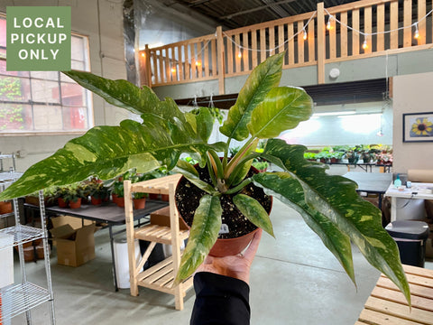 6’ Philodendron Ring Of Fire Retail