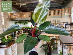 6’ Philodendron Rojo Congo Retail