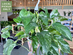 8’ Epipremnum Pinnatum Albo-Variegata Hanging Basket Retail