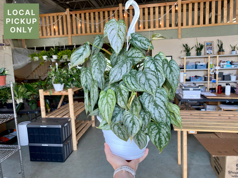 8’ Philodendron Branditianum Hb Retail