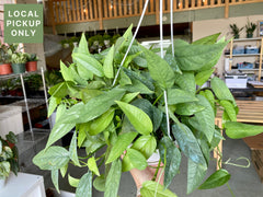 8’ Pothos Pinnatum Cebu Blue Hanging Basket Retail