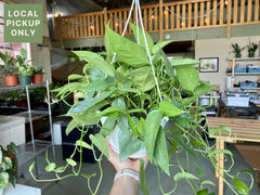 8’ Pothos Pinnatum Cebu Blue Hanging Basket Retail