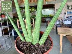 8’ Sansevieria Cylindrica Natural Fan Retail