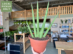 8’ Sansevieria Cylindrica Natural Fan Retail