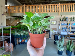 4" Pothos Marble Queen