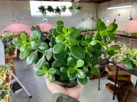 6" Jade Plant