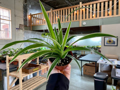 4" Spider Plant Ocean