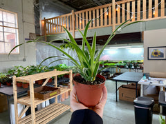 4" Spider Plant Ocean