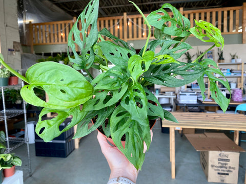 6" Monstera Adansonii (Wide Form)