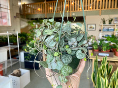 5" String of Hearts Hanging Basket