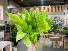 4" Pothos Neon Queen