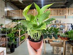 4" Pothos Neon Queen