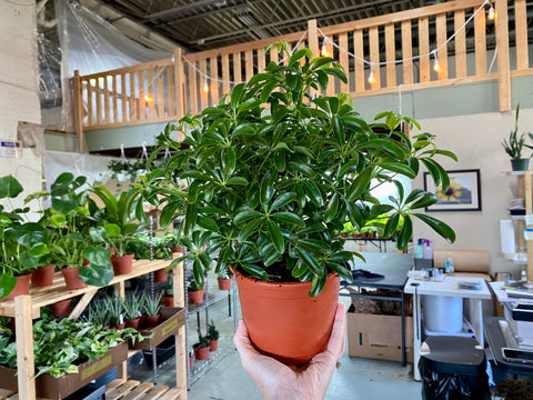 6" Schefflera Arboricola