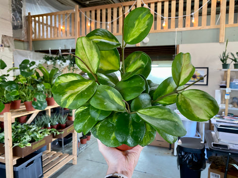 6" Hoya Obovata (Inner Variegation)