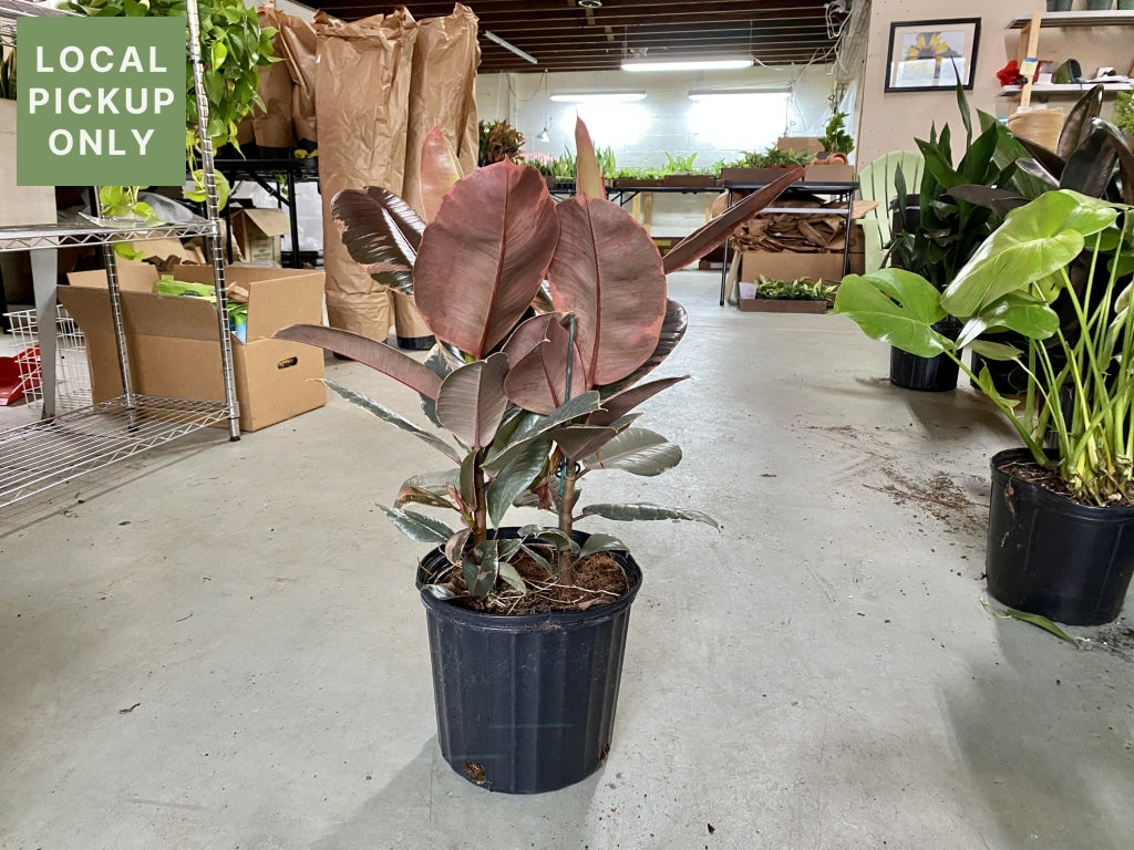 10 Ficus Ruby Retail