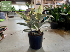 10 Ficus Tineke Retail