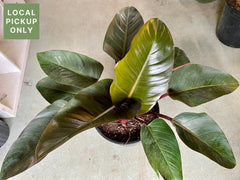 14 Philodendron Rojo Congo Retail