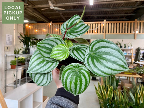 4 Peperomia Watermelon Retail