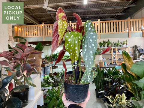 6 Begonia Maculata Retail