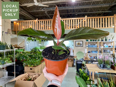 6 Philodendron Imperial Red Retail
