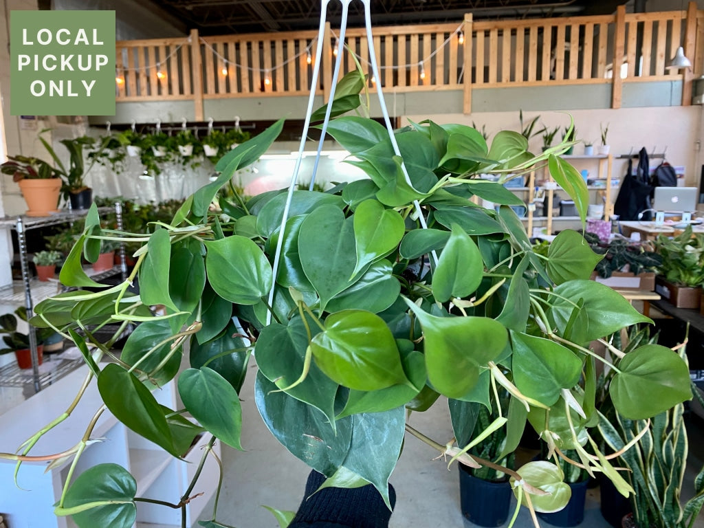 8 Philodendron Cordatum Heart Leaf Hanging Basket Retail