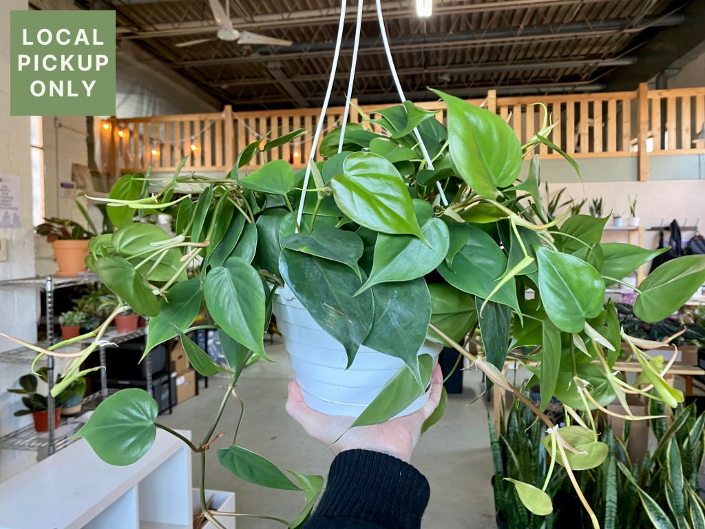 8 Philodendron Cordatum Heart Leaf Hanging Basket Retail