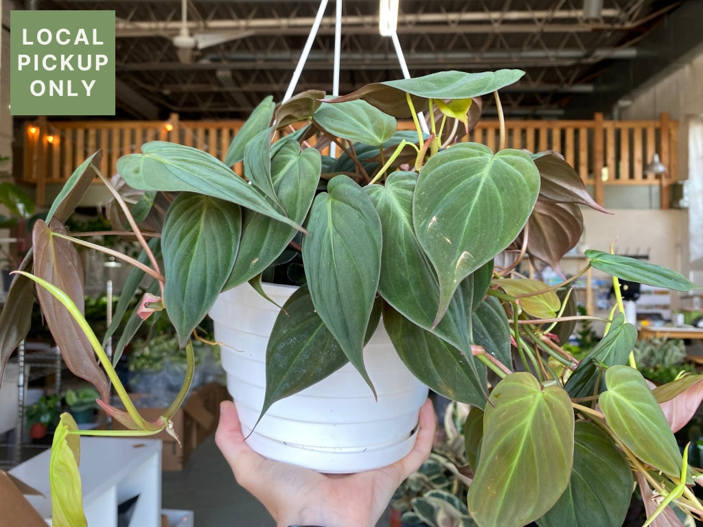 8 Philodendron Micans Hanging Basket Retail