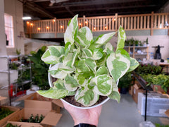 6" Pothos Pearls and Jade