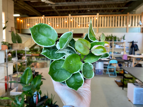 4" Hoya Tricolor