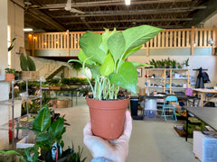 4" Pothos Neon