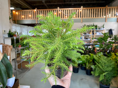 4" Norfolk Island Pine