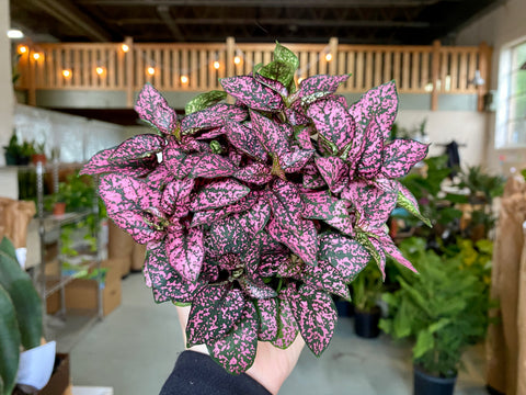 4" Hypoestes Splash (Polka Dot Plant) Magenta