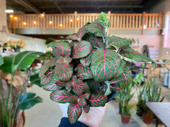 4" Fittonia Red