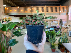 4" Fittonia Red