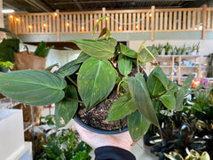 6" Philodendron Micans