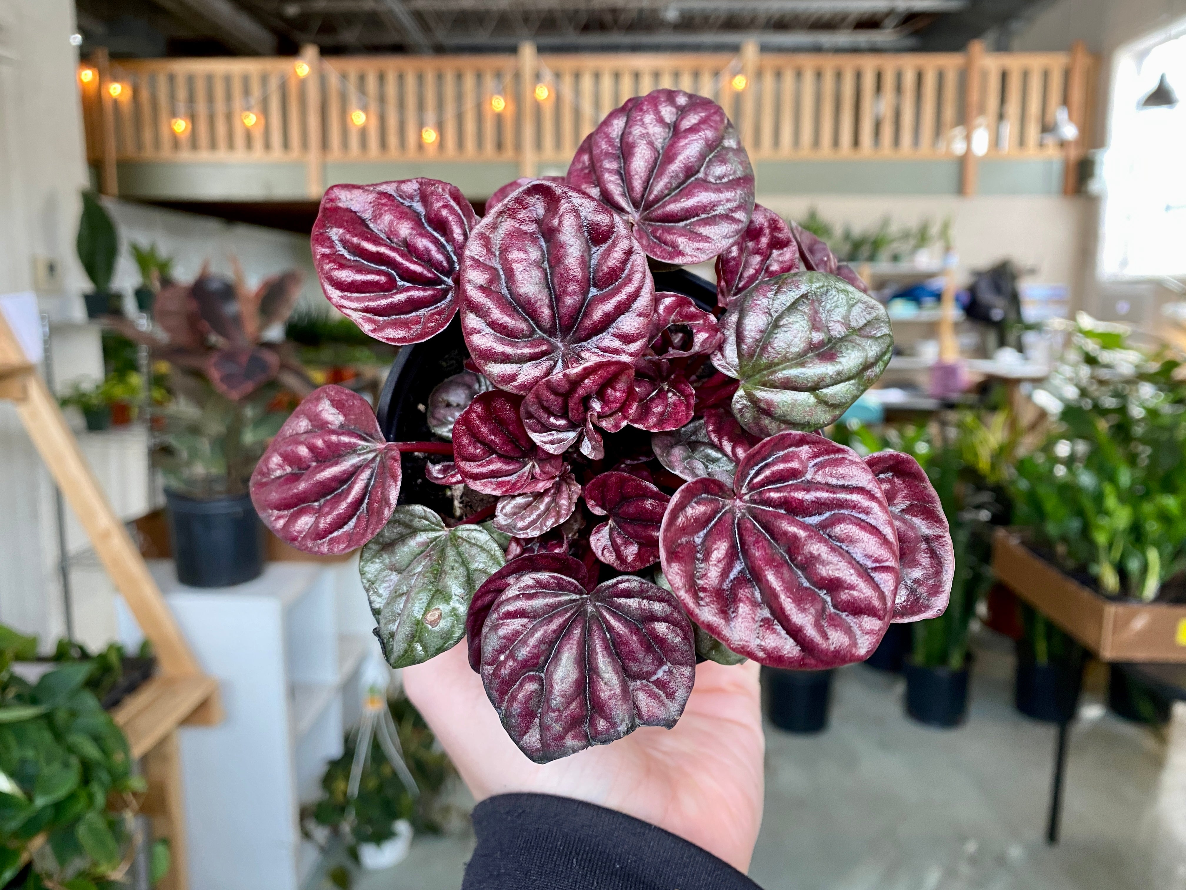 4" Peperomia Schumi Red