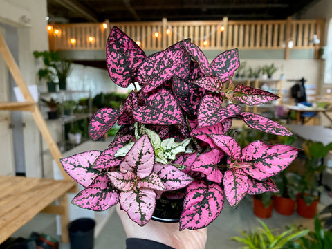 4" Hypoestes Splash (Polka Dot Plant) Mixed